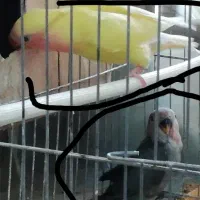 جوجه برای دستی کردن