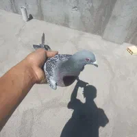 کبوتر در کفتر