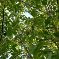 باغ و باغچه /دارای درخت قدیمی /اب/کوچه باغ