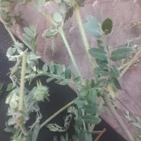 اکیپ لوبیا چین