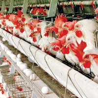استخدام کارگر پرورش قارچ باتجربه