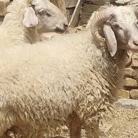 دو راس بره نر