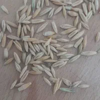 فروش جو دوسر