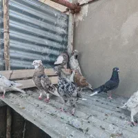 فروش کبوتر دم سفید و طوقی