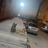 سگ پاکوتا