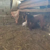 فروش تکه وبز به قیمت