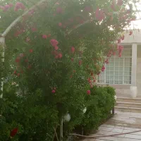 ویلازیبا۱۰۰۰متر قدیمی گوهردشت (این فی تا 10روز)