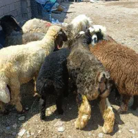 بره کمر پر و تمام گوشت مخصوص کشتار
