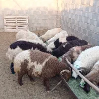 بره