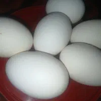 فروش تخم مرغ محلی تازه وخوش طعم