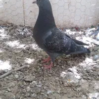 جوجه کبوتر سیاه