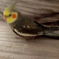 عروس هلندی خاکستری