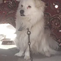 سگ پاکوتاه