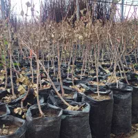 نهال پسته پیوندی احمدآقایی پایه ucb1