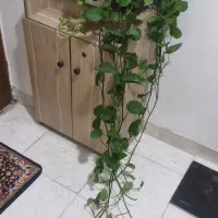 گل پتوس