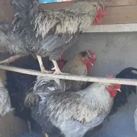 ۸ عدد خروس محلی ، مرغ گیر
