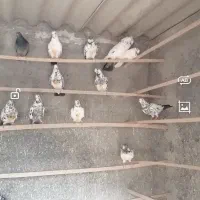 فروشی|پرنده|آران و بیدگل, |دیوار