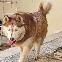 سگ هاسکی مالاموت