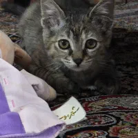 گربه خانگی