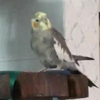 گمشده در کوچه پیشگاه بحری خیابان گلستان