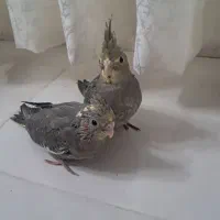 جوجه عروس هلندی