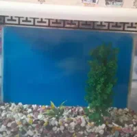 آکواریوم