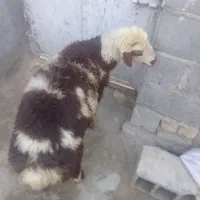 بره نر