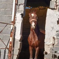 اسب کورد ۸ساله