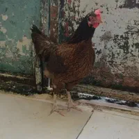 مرغ و وارک