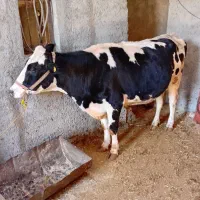 ماده گاو