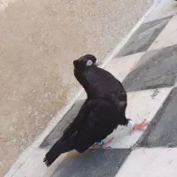 زاغ نر مست مست