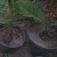 گل سی کاس