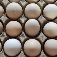 تخم مرغ محلی درشت و یکدست در فیروزکوه