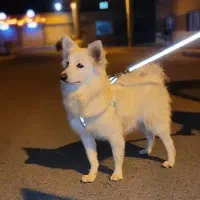 نگهداری سگ نژاد کوچیک و حیوانات