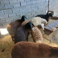 بره ماده|حیوانات مزرعه|محمدشهر, محمدشهر|دیوار