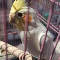 عروس هلندی نر