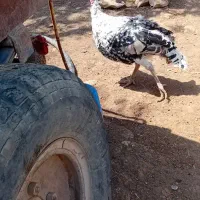بوقلمون نر