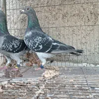 جوجه  عربستان  دریایی