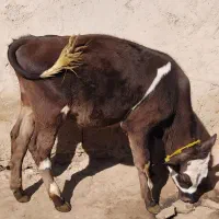 گوساله نر
