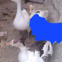 غاز وقوغاز