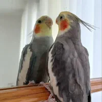 عروس هلندی،مرغ عشق