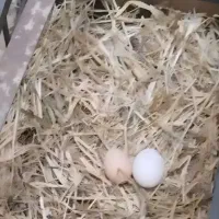 تخم مرغ