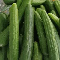 گوجه ربی  خیار برای خیار شور  و لوبیا سبز