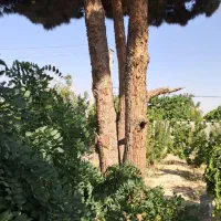 باغ-مینادشت