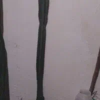 کاکتوس خورارتفاع نزدیک به دومتردوساله  گل میدهد