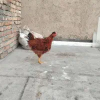 خروس