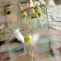 فروش مرغ عشق تعداد بالا