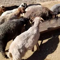 بره چاق پرواری
