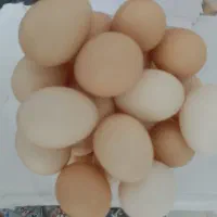 تخم مرغ بومی