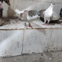کبوتر پرنده
